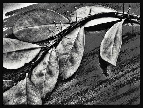 Kliknij na zdjęcie, żeby zobaczyć w pełnych wymiarach