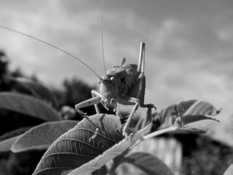 Kliknij na zdjęcie, żeby zobaczyć w pełnych wymiarach