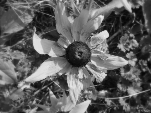 Kliknij na zdjęcie, żeby zobaczyć w pełnych wymiarach