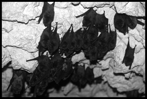 Kliknij na zdjęcie, żeby zobaczyć w pełnych wymiarach