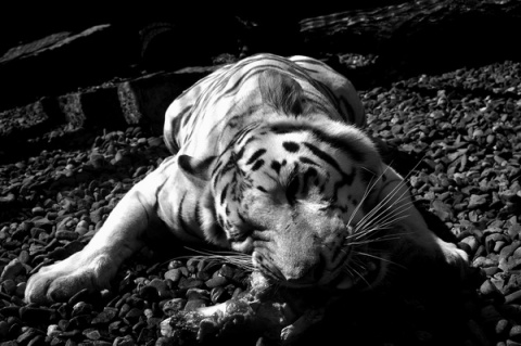 Kliknij na zdjęcie, żeby zobaczyć w pełnych wymiarach