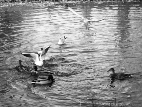 Kliknij na zdjęcie, żeby zobaczyć w pełnych wymiarach