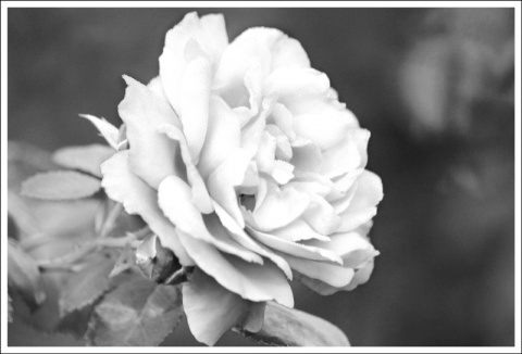 Kliknij na zdjęcie, żeby zobaczyć w pełnych wymiarach