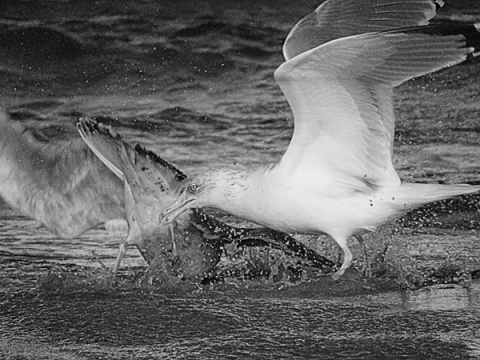 Kliknij na zdjęcie, żeby zobaczyć w pełnych wymiarach