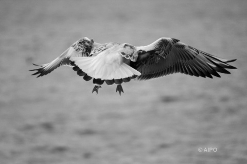 Kliknij na zdjęcie, żeby zobaczyć w pełnych wymiarach