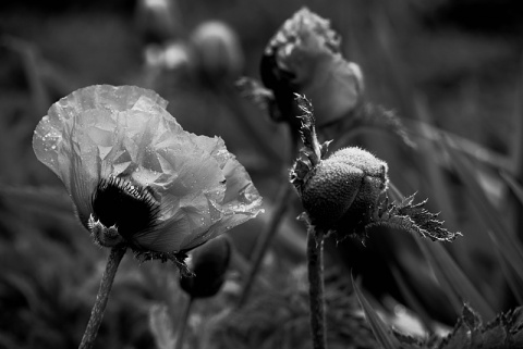 Kliknij na zdjęcie, żeby zobaczyć w pełnych wymiarach
