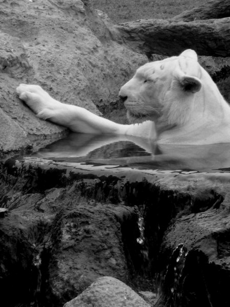 Kliknij na zdjęcie, żeby zobaczyć w pełnych wymiarach