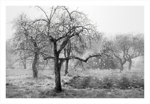 Kliknij na zdjęcie, żeby zobaczyć w pełnych wymiarach