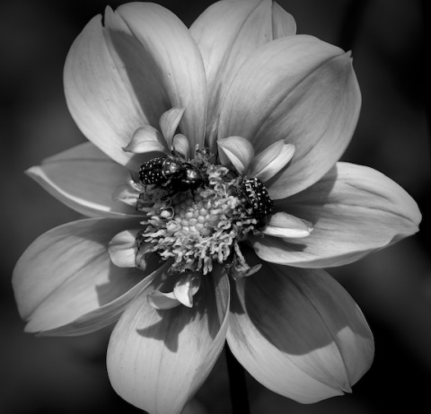 Kliknij na zdjęcie, żeby zobaczyć w pełnych wymiarach