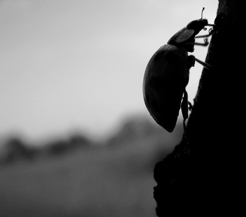 Kliknij na zdjęcie, żeby zobaczyć w pełnych wymiarach