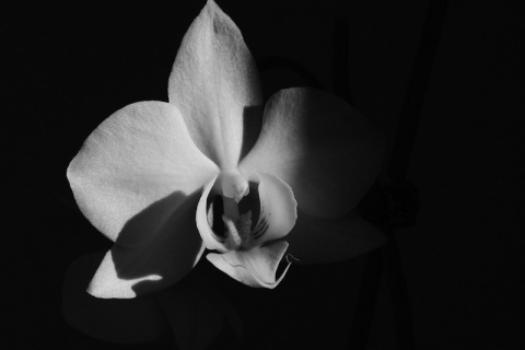 Kliknij na zdjęcie, żeby zobaczyć w pełnych wymiarach