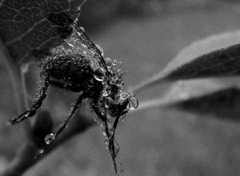 Kliknij na zdjęcie, żeby zobaczyć w pełnych wymiarach