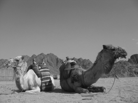 Kliknij na zdjęcie, żeby zobaczyć w pełnych wymiarach