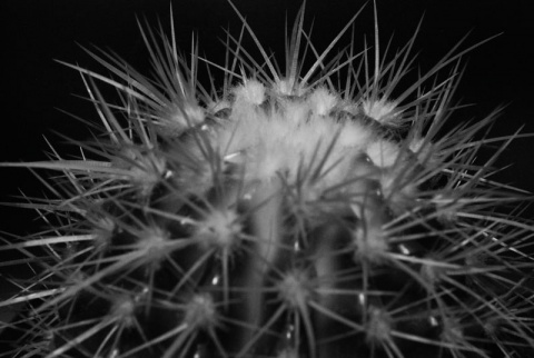 Kliknij na zdjęcie, żeby zobaczyć w pełnych wymiarach