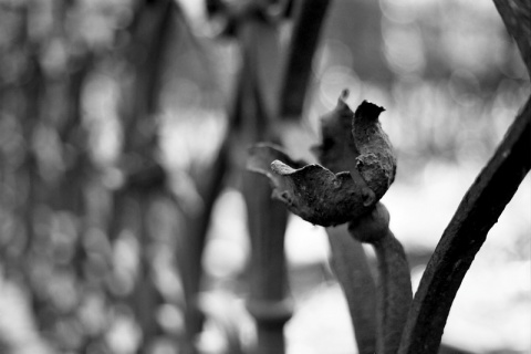 Kliknij na zdjęcie, żeby zobaczyć w pełnych wymiarach