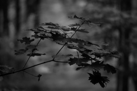 Kliknij na zdjęcie, żeby zobaczyć w pełnych wymiarach