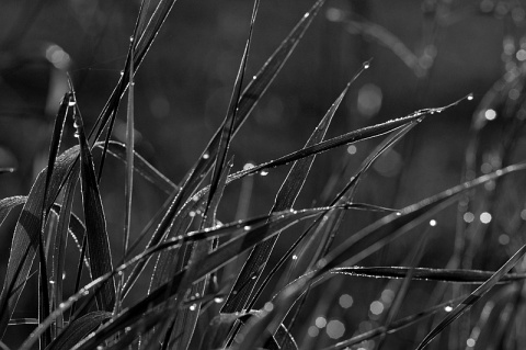 Kliknij na zdjęcie, żeby zobaczyć w pełnych wymiarach