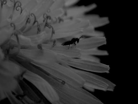 Kliknij na zdjęcie, żeby zobaczyć w pełnych wymiarach