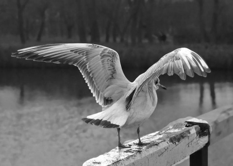 Kliknij na zdjęcie, żeby zobaczyć w pełnych wymiarach