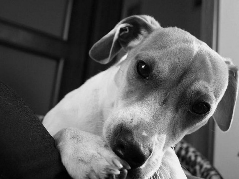 Kliknij na zdjęcie, żeby zobaczyć w pełnych wymiarach