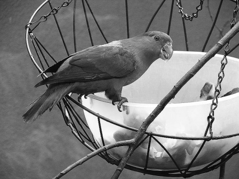 Kliknij na zdjęcie, żeby zobaczyć w pełnych wymiarach