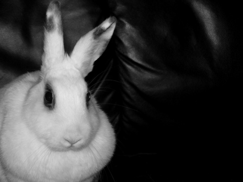 Kliknij na zdjęcie, żeby zobaczyć w pełnych wymiarach