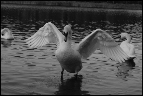 Kliknij na zdjęcie, żeby zobaczyć w pełnych wymiarach