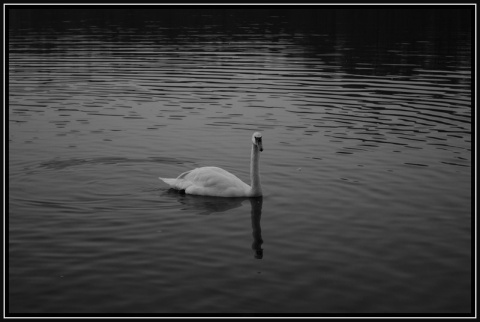 Kliknij na zdjęcie, żeby zobaczyć w pełnych wymiarach