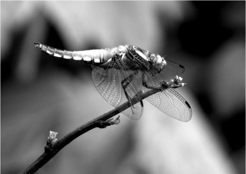Kliknij na zdjęcie, żeby zobaczyć w pełnych wymiarach