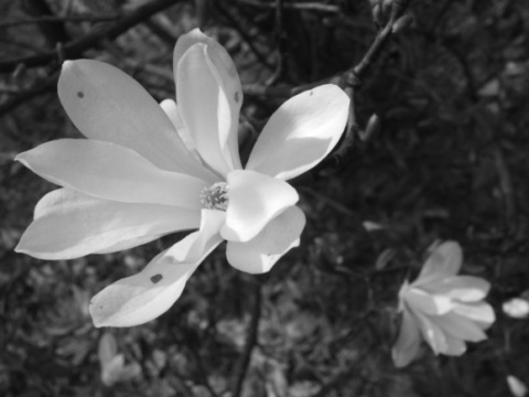 Kliknij na zdjęcie, żeby zobaczyć w pełnych wymiarach