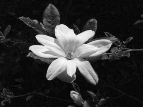 Kliknij na zdjęcie, żeby zobaczyć w pełnych wymiarach