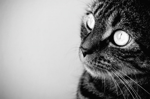 Kliknij na zdjęcie, żeby zobaczyć w pełnych wymiarach