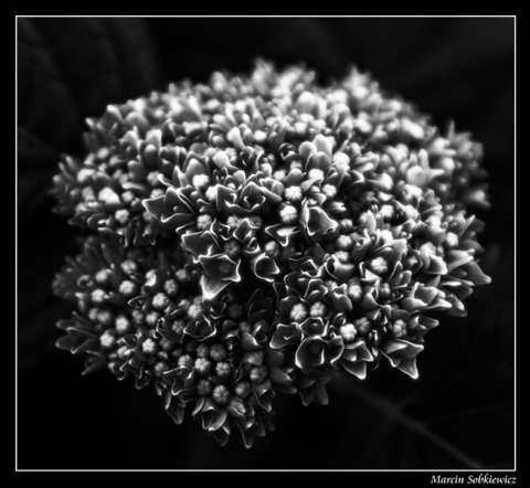 Kliknij na zdjęcie, żeby zobaczyć w pełnych wymiarach