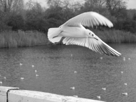 Kliknij na zdjęcie, żeby zobaczyć w pełnych wymiarach
