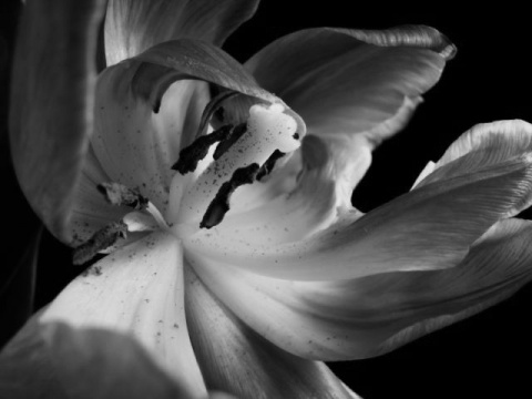 Kliknij na zdjęcie, żeby zobaczyć w pełnych wymiarach