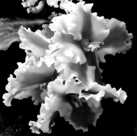 Kliknij na zdjęcie, żeby zobaczyć w pełnych wymiarach