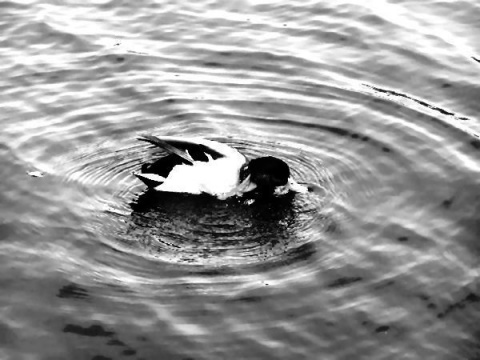 Kliknij na zdjęcie, żeby zobaczyć w pełnych wymiarach