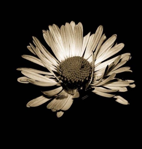 Kliknij na zdjęcie, żeby zobaczyć w pełnych wymiarach