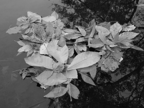 Kliknij na zdjęcie, żeby zobaczyć w pełnych wymiarach