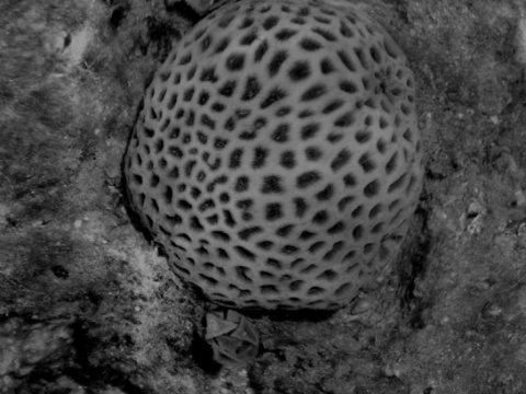 Kliknij na zdjęcie, żeby zobaczyć w pełnych wymiarach