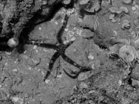 Kliknij na zdjęcie, żeby zobaczyć w pełnych wymiarach