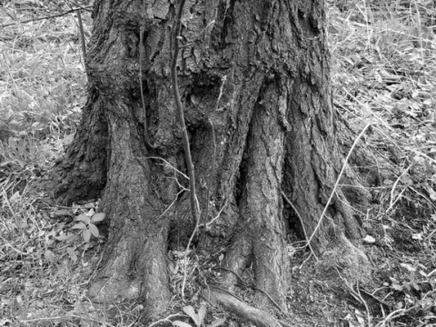 Kliknij na zdjęcie, żeby zobaczyć w pełnych wymiarach