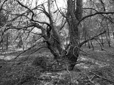 Kliknij na zdjęcie, żeby zobaczyć w pełnych wymiarach