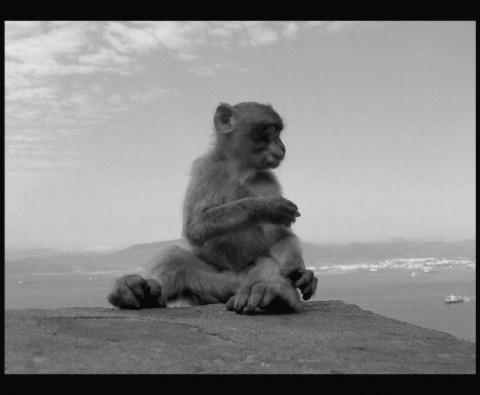 Kliknij na zdjęcie, żeby zobaczyć w pełnych wymiarach