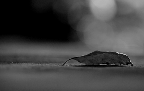 Kliknij na zdjęcie, żeby zobaczyć w pełnych wymiarach