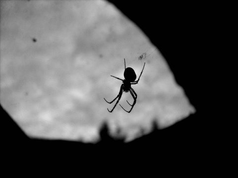 Kliknij na zdjęcie, żeby zobaczyć w pełnych wymiarach