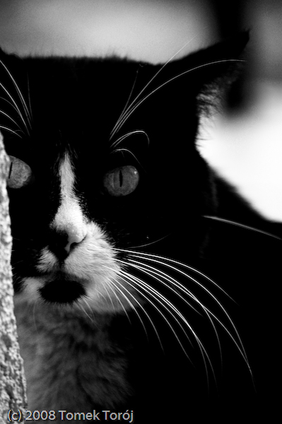 Kliknij na zdjęcie, żeby zobaczyć w pełnych wymiarach