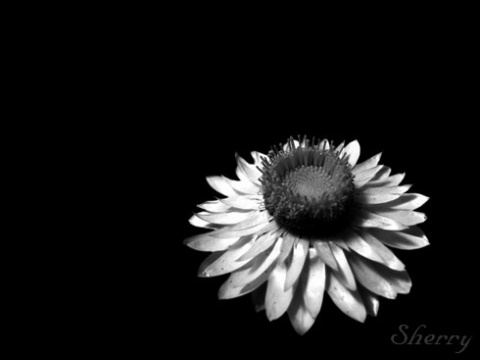 Kliknij na zdjęcie, żeby zobaczyć w pełnych wymiarach