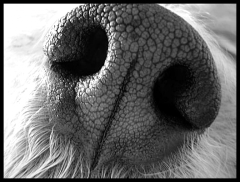 Kliknij na zdjęcie, żeby zobaczyć w pełnych wymiarach