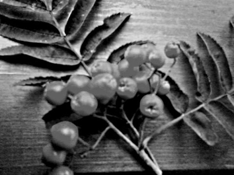 Kliknij na zdjęcie, żeby zobaczyć w pełnych wymiarach